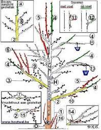 snoeien van een appelboom tekening eenvoudige snoei fruit abc www houtwal be guy de kinder fruitbomen fruitboom tuin fruittuin