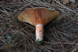 Image result for Lactarius mutabilis