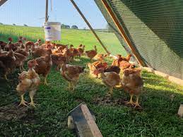 Please 1 dozen per order. Switching Soy For Live Insects To Feed Uk Chickens Could Help Produce Carbon Neutral Free Range Eggs