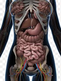 Practical, useful and valuable anatomical information in your palm. Internal Organs Organ System Human Body Anatomy Tissue Organs Heart Shape Png Pngegg