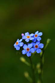 Click to see the original lyrics. Flori De Nu Ma Uita Photograph By Bajan Sorin