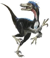 The raptors that were found. Dinosaur Velociraptor Mongoliensis The Australian Museum