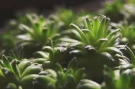 Led grow light forum is an independent forum for indoor horticulture enthusiasts using led technology to collaborate, share tips and tricks and post their own grow light reviews and journals. 4 Tips For Getting The Most Out Of Your Led Grow Lights Scottsdale Led Lighting Dealer Scottsdale Az