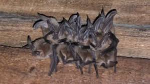 Every where charge different cost affording to work. Pest Control Nuisance Wildlife Greenville Sc Walker Pest Management