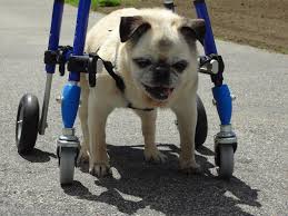 For dogs with week front legs. Walkin Pets Walkin Wheels Small Quad Cart Dog Wheelchairs Dog Carts Handicapped Pets Canada