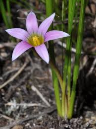 Image result for Romulea