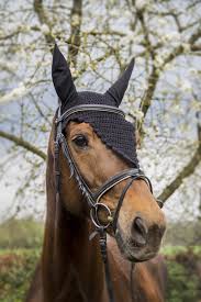 Pin On Horses