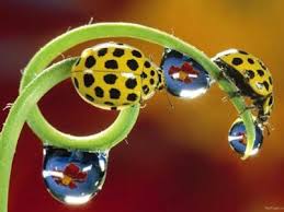معلومات عن الحشرات صور حشرات خطيره ومنها المسالمه Yellow Ladybug Ladybug Bugs And Insects