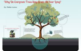 Deciduous trees' leaves change color in autumn and then fall off, leaving bare branches until spring. Why Do Evergreen Trees Stay Green All Year By Tilope White