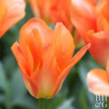 Top Tulips That Come Back Every Year Spring Bulbs Flowers Planting Bulbs