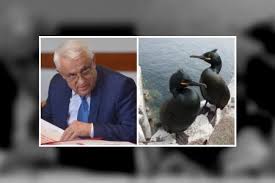 Image result for Daea si cormoranii poze