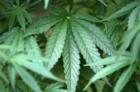 Die wohnung befindet sich in einem modernen 5 fh im vogelsgrund. Eppingen Wohnung Zu Cannabisplantage Mit 271 Pflanzen Umgebaut Polizeibericht Stuttgarter Zeitung
