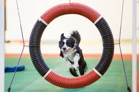 Search for dogs for adoption at shelters near richmond, va. Richmond Spca