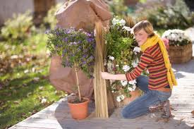 Aktuelle toom baumarkt angebote in remagen und umgebung. Winterschutz Statt Gartenfrust Toom Baumarkt Gibt Tipps Wie Pflanzen Gartenmobel Presseportal