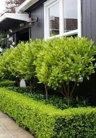Blue coloured gravel over exposed soil matches the lavender blooms and keeps the garden weed free. 33 Small Front Garden Designs To Get The Best Out Of Your Small Space Front Garden Design Front Garden Garden Spaces