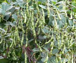 Image result for Maerua angolensis