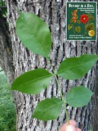 Image result for Oleaceae