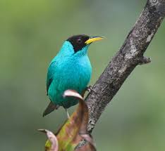 Black And White Bird With Long Yellow Beak Green Honeycreeper A Ridiculously Stunning Turquoise Bird With A Red Eye Black Head And Yellow Beak Photographer Animals Beautiful Bird Life List Animals