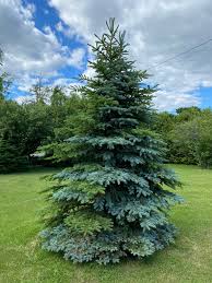 Shop best selling home & hearth products today, buy now!. Norway Spruce Growing With A Blue Spruce In Ontario Canada Mildlyinteresting