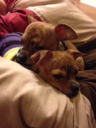 Love These Monsters My Brindle Chihuahuas Chihuahua Puppies Chihuahua Puppies