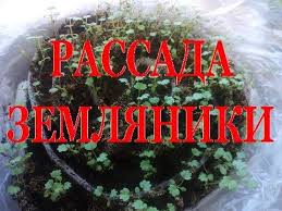 как вырастить рассаду клубники из семян в домашних условиях Prihoditsya Pokupat Kustiki Klubniki A Rezultat Ne Vsegda Raduet Eta Statya Podrobno Rasskazyvaet Kak Ee Rassadu Mozhno Vyrasti Klubnika Petunii Sadovodstvo