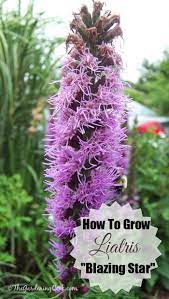 Liatris spicata is an herbaceous perennial that is commonly referred to as dense blazing star or button snakewort. 13 Tips For Growing Liatris Attract Bees Like A Magnet