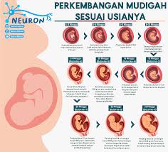 Perkembangan Janin Sesuai Usia Di 2020 Medis