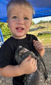 Hey guys! We have these babies that are around 7 weeks old or so, I believe  I only have 1 rooster but can anyone confirm?? I only have one with a larger