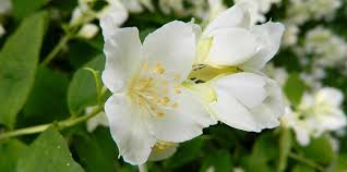 Maybe you would like to learn more about one of these? Jasmine Flower Meaning Symbolism And Colors