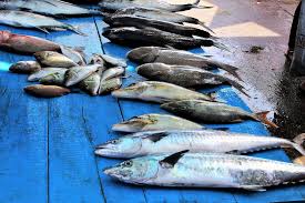 Maybe you would like to learn more about one of these? Los Tortugo S Seafood Market Seafood Restaurants In South Padre Island