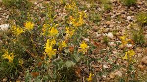 Image result for Adenolobus pechuelii