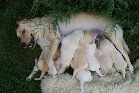 Weitere informationen zur trächtigkeit und ernährung. Die Hundin In Geburt Wann Muss Der Tierarzt Helfen Gesundheitszentrum Fur Kleintiere