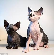 Terdapat beberapa penyakit yang bisa muncul akibat bulu kucing berikut ini! Comel Atau Menyeramkan Harian Metro