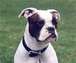 Black And White Boxer Bulldog Mix Valley Bulldog Boxer Bulldog Mix Info Temperament Puppies Pictures Valley Bulldog Boxer Bulldog Boxer Mix