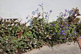 Image result for Buchnera capitata