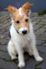 Black And Tan Jack Russell Puppies For Sale Scotland Jack Russell Jack Russell Jack Russell Terrier Dogs