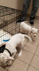 Maybe you would like to learn more about one of these? All Pets Medical Centre Home Facebook