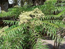 Image result for Kirkia acuminata