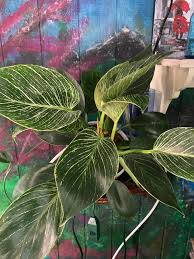 Image result for Meiostemon tetrandrus