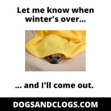 Maybe you would like to learn more about one of these? Rat Terrier Chihuahua Mix 13 Rat Cha Facts Pics Videos