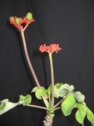 Image result for Jatropha podagrica
