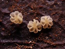 Image result for Schizochilus