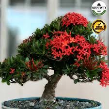 Hai, sejak dah ada hobi baru ni, kak yah tak lagi pergi lepak kat pasaraya atau rewang dengan kengkawan. Benih Keratan Batang Pokok Bunga Ixora Merah Bunga Siantan Pokok Jejarum Shopee Malaysia