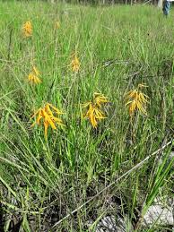 Image result for Orthochilus walleri