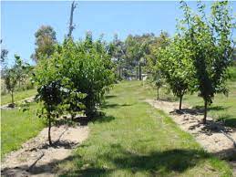 The spray recommendations for home garden fruit trees have been updated for 2019. Backyard Orchard Fruit Tree