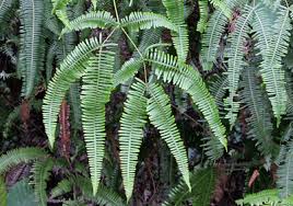Image result for Pteris linearis