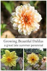 Growing Beautiful Dahlias A Gorgeous Late Summer Blooming Flower Summer Blooming Flowers Dahlia Flower Flowers Perennials
