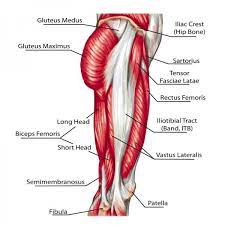 Maybe you would like to learn more about one of these? Why Do My Hips Pop And Snap Girls Gone Strong Leg Muscles Diagram Gluteal Muscles Muscle Diagram