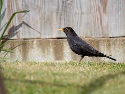 We did not find results for: Blackbirds Seeking Wild Sights