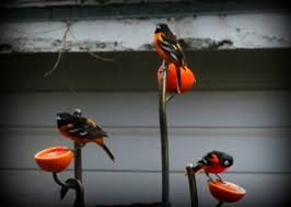 The orange bird sipper costs $15 and includes a delicious orange cream shake! 3 Male Orioles Eating Oranges Birds In Backyards